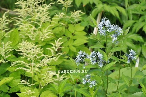 Амсония замечательная и Волжанка малая (Aruncus parvulus)