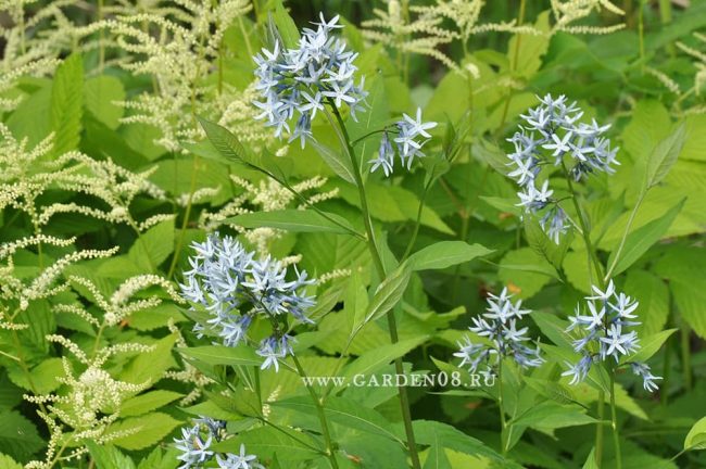 Амсония замечательная и Волжанка малая (Aruncus parvulus)