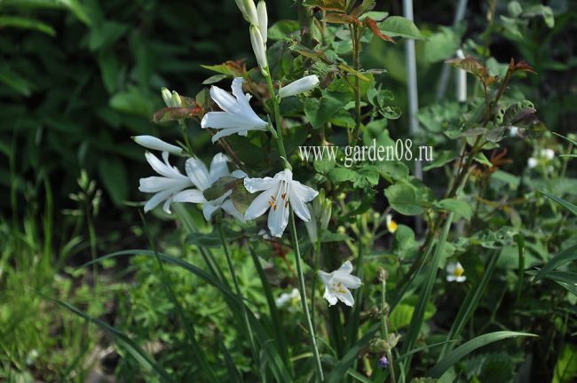 Парадизея лилиевидная (Paradisea liliastrum)