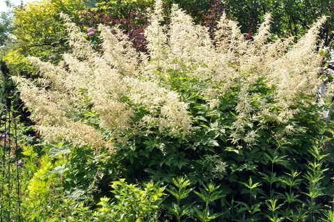 Волжанка двудомная (Aruncus dioicus)