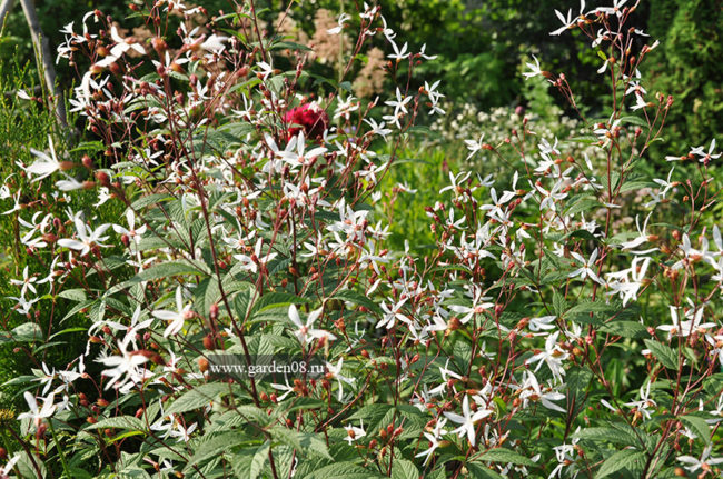 Гилления трехлистная (trifoliata)