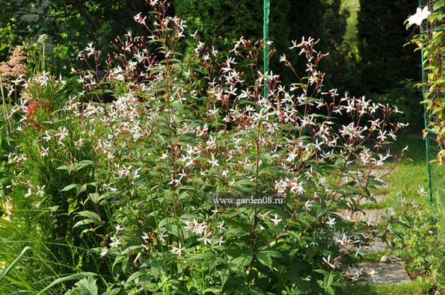 Гилления трехлистная (trifoliata)