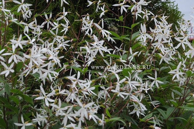 Гилления трехлистная (trifoliata)