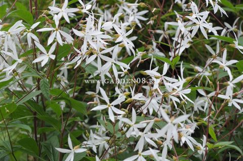Гилления трехлистная (trifoliata)