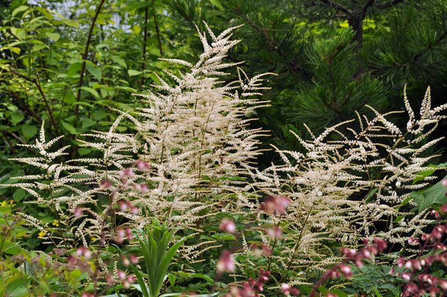 Волжанка (Aruncus) sp. Китай