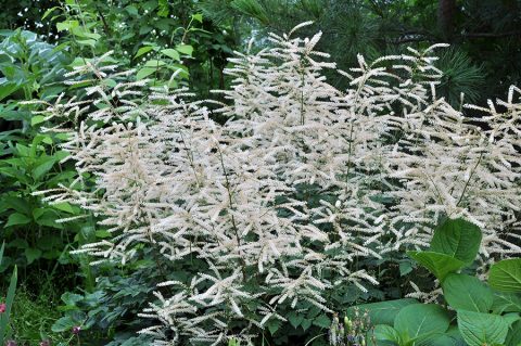 Волжанка (Aruncus) sp. Китай