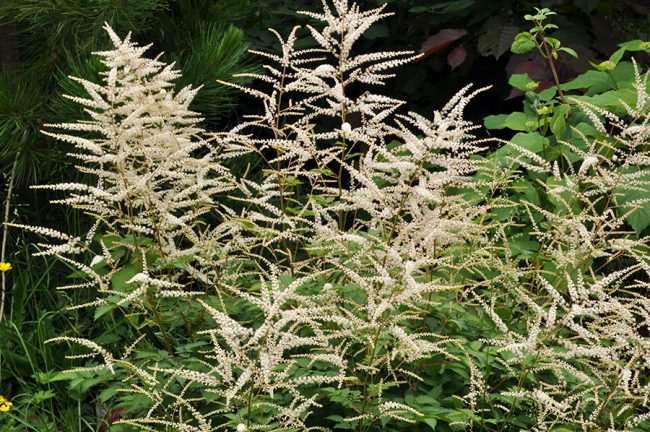 Волжанка (Aruncus) sp. Китай