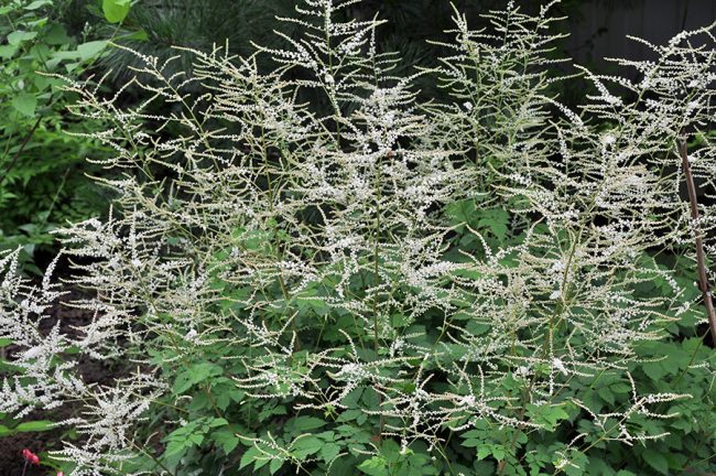 Волжанка (Aruncus) sp. Китай