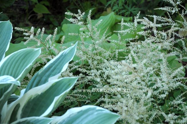 Волжанка (Aruncus) sp. Китай и хоста «Tom Schmid»