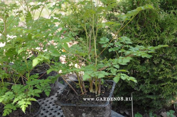 Aruncus sp. Китай, саженец