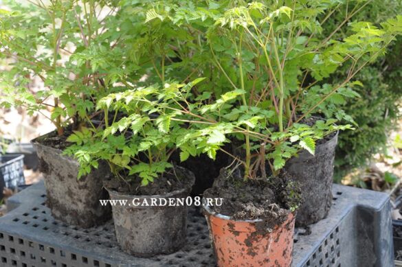 Aruncus sp. Китай, саженцы