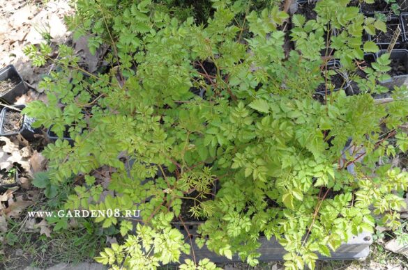 Aruncus sp. Китай, саженцы