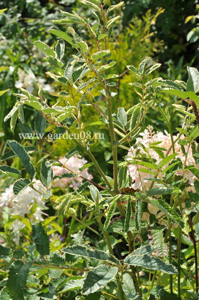 Кровохлебка menziesii «Daily Marble»