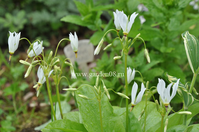 Додекатеон белый (Dodecatheon meadia alba)