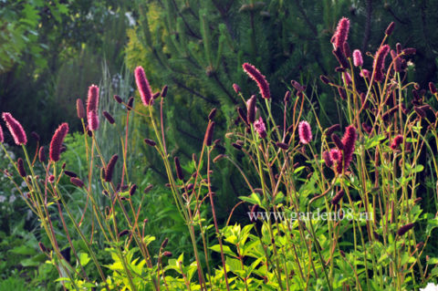 Кровохлебка Мензиеса (Menziesii)