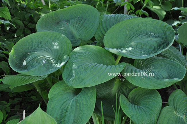 Хоста "Sea Lotus Leaf" в июне