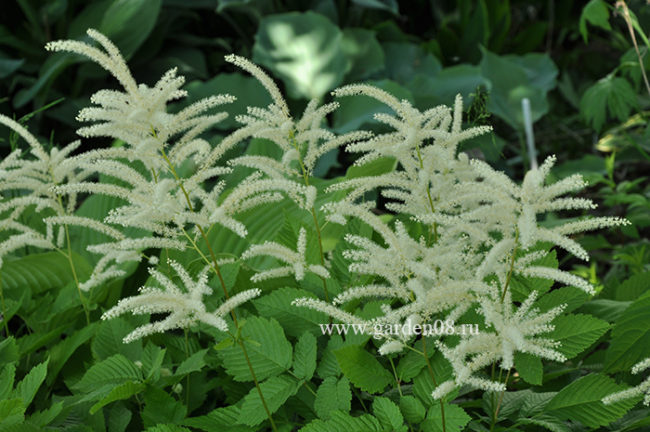 Волжанка малая (Aruncus parvulus)