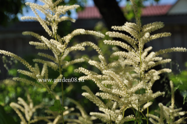 Волжанка малая (Aruncus parvulus)