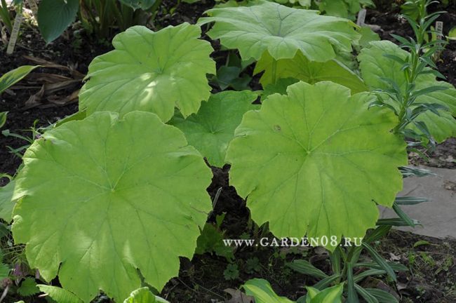 Астильбоидес пластинчатый (Astilboides tabularis)