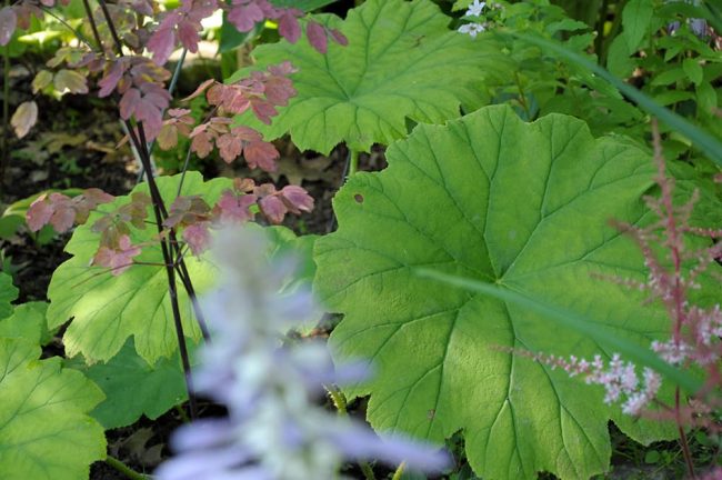 Астильбоидес пластинчатый (Astilboides tabularis)