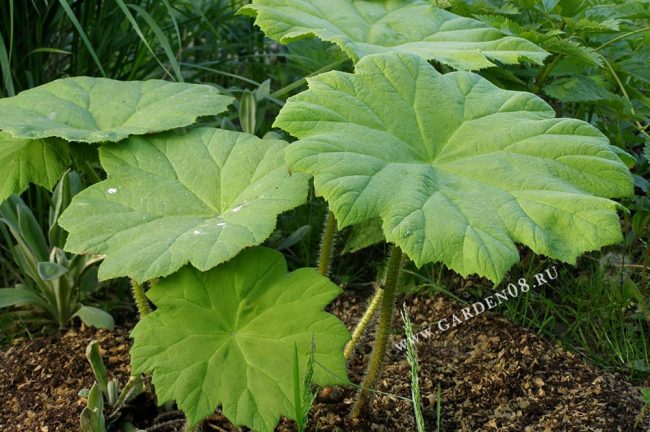 Астильбоидес пластинчатый (Astilboides tabularis)