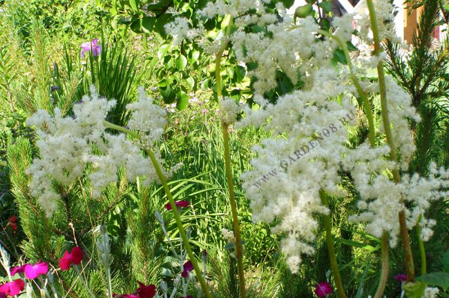 Астильбоидес пластинчатый (Astilboides tabularis) - цветение