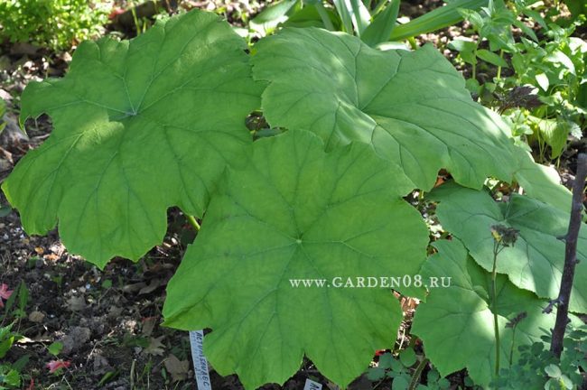 Астильбоидес пластинчатый (Astilboides tabularis)