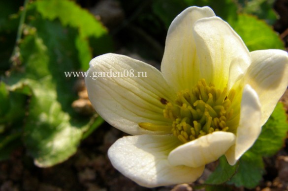 Калужница обыкновенная (palustris) белая руб, купить, фото, описание