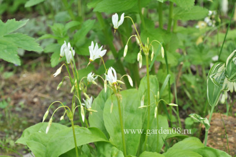 Додекатеон белый (Dodecatheon meadia alba)