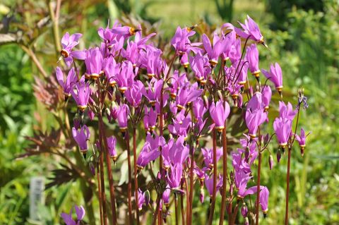 Додекатеон (Dodecatheon meadia)