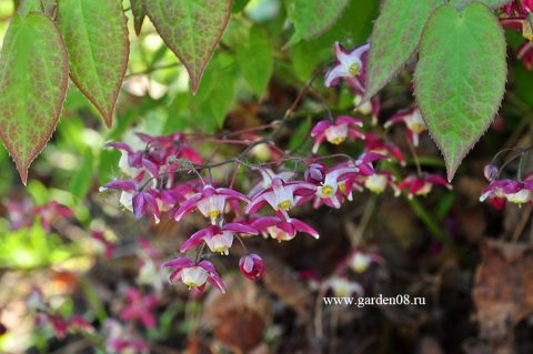 Горянка красная (Epimedium rubrum)