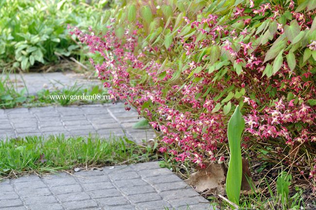 Горянка красная (Epimedium rubrum)