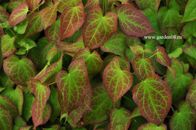 Горянка красная (Epimedium rubrum)