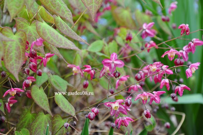 Горянка красная (Epimedium rubrum) в мае