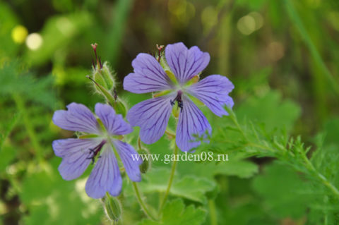 Герань Ренарда (Geranium renardi)