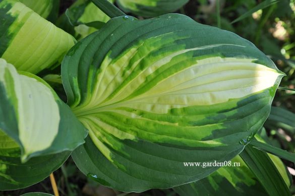 Хоста «Madam» 800 руб, купить, фото, описание