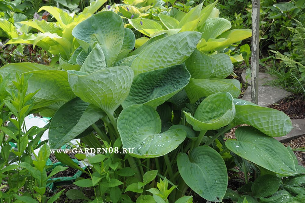 Хоста «Sea Lotus Leaf» выгорела на солнце. Хоста «Sea Lotus Leaf» выгорела на солнце.
