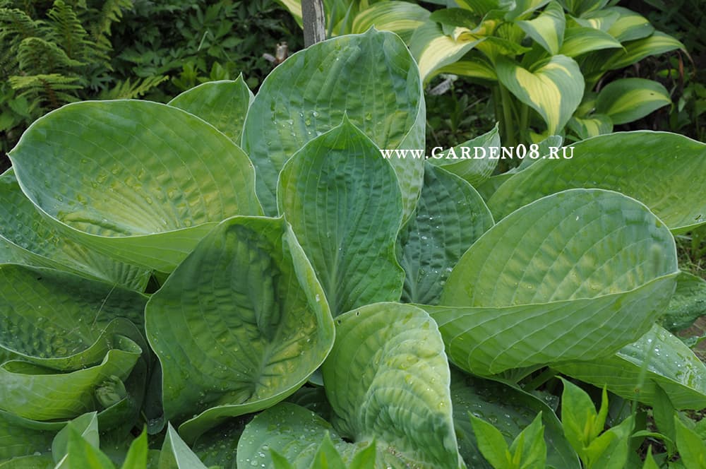 Хоста «Sea Lotus Leaf» выгорела на солнце. Хоста «Sea Lotus Leaf» выгорела на солнце.
