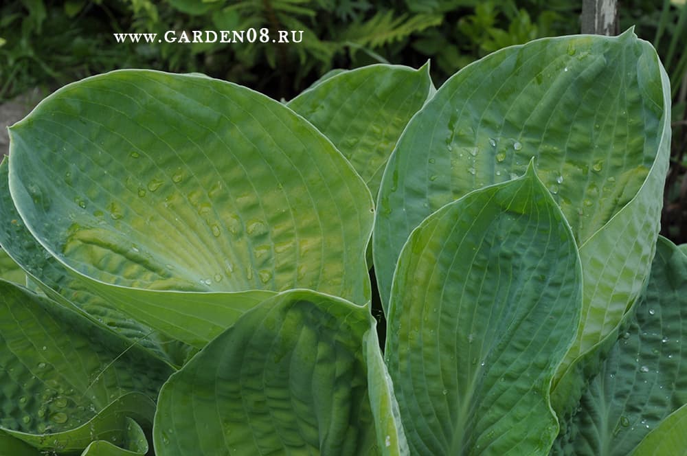 Хоста «Sea Lotus Leaf» выгорела на солнце. Хоста «Sea Lotus Leaf» выгорела на солнце.