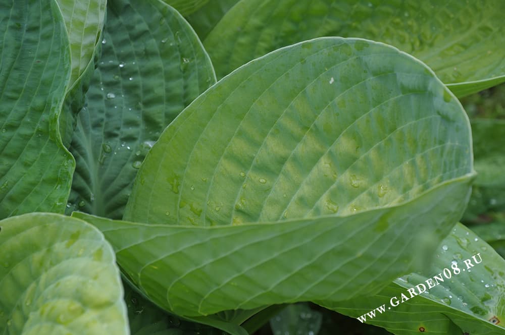 Хоста «Sea Lotus Leaf» выгорела на солнце. Хоста «Sea Lotus Leaf» выгорела на солнце.