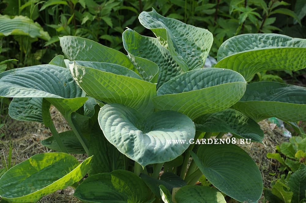 Хоста «Sea Lotus Leaf» в начале июня Хоста «Sea Lotus Leaf» в начале июня
