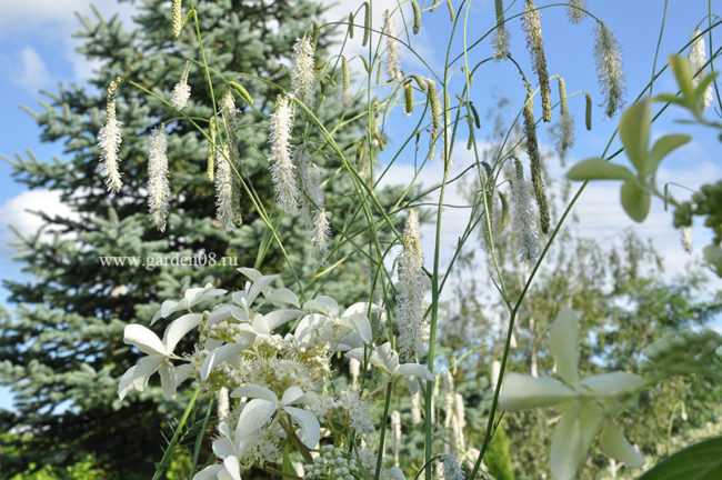 Кровохлёбка мелкоцветковая (parviflora)