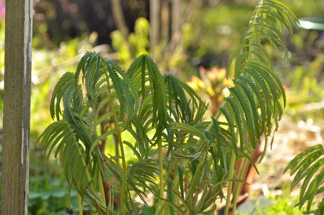 Кровохлёбка мелкоцветковая (parviflora), листва