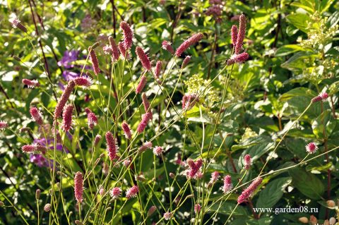 Кровохлёбка «Pink Tanna»