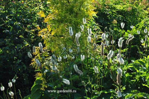 Кровохлёбка ситхинская (Sanguisorba sitchensis)