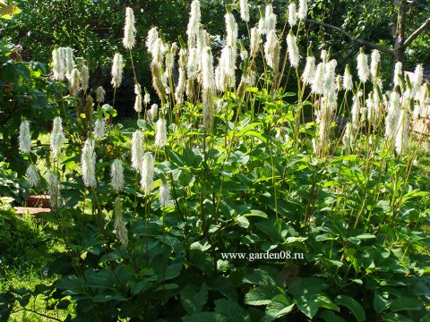 Кровохлёбка ситхинская (Sanguisorba sitchensis)