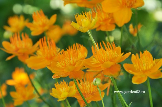 Купальница Ледебура (Trollius ledebourii)