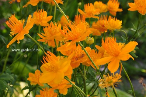 Купальница Ледебура (Trollius ledebourii)