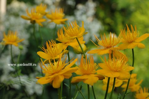 Купальница Ледебура (Trollius ledebourii)