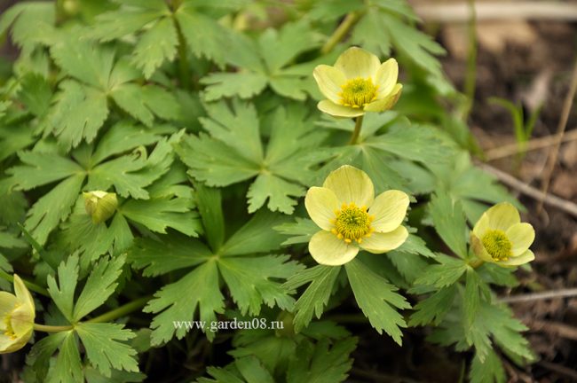 Купальница рыхлая (Trollius laxus)